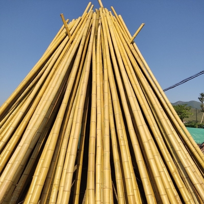 100% naturalny surowy 240cm bambusowy słup budowlany od 60cm do 595cm