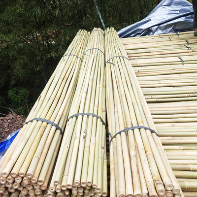 Naturalne bambusowe kije ogrodowe do krytych pomidorów na zewnątrz Rośliny doniczkowe Wspierają stawki