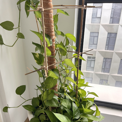 Naturalny bambus wsparcie dla roślin słupki na rośliny doniczkowe, kijki bambusowe słupki ogrodowe bambusowy słupek 40cm 595cm