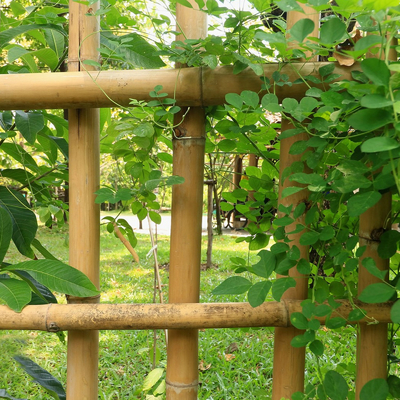 100% naturalny surowy 240cm bambusowy słup budowlany od 60cm do 595cm