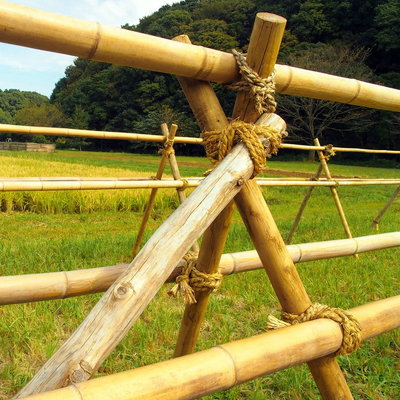 100% naturalny surowy 240cm bambusowy słup budowlany od 60cm do 595cm