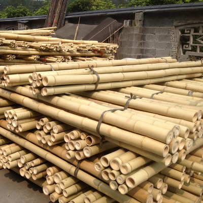 100% naturalny żółty bambusowy słup 90cm do 595cm Plant Garden Stakes